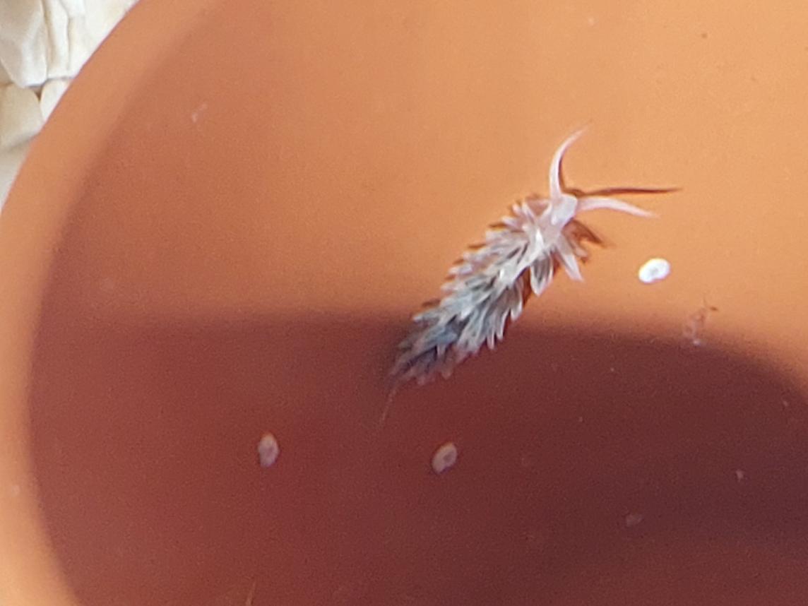 Berghia Nudibranch